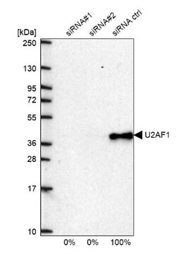 U2AF35 Antibody, Novus Biologicals 0.1mL; Unlabeled:Antibodies, Polyclonal
